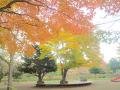 札幌ドームの近くにある小さい公園