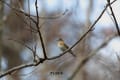 野鳥の世界(ヒガラ・マヒワ・アトリ)スライドショー