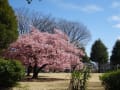 河津桜・・・見ごろ～。市ノ坪公園・・・