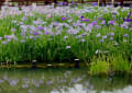 ２０１６．６．６　山田池公園の花菖蒲をみてきました
