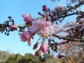 河津桜～～♪