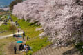 背割堤の桜