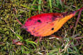 大矢部公園墓地+満昌寺の紅葉