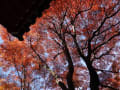 桃巌寺　日泰寺　紅葉