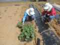 夏野菜の苗植え（'15/04/25.26(金/土)