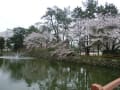 小倉城の桜～