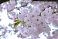 習志野の桜　4月12日