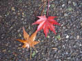 濡れ落ち葉（３）　wet fallen leaves  県立三木山森林公園　植物図鑑