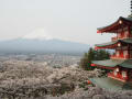 富士山と桜