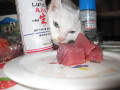 猫のお刺身のつまみ食い