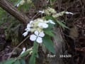 両神山の花たち