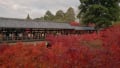 ２０１４京都の紅葉