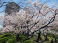 旧芝離宮恩賜庭園 、桜は満開