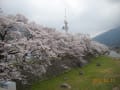 智頭町の桜