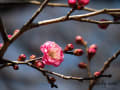 [40]20120204_大宮第二公園梅林_0002_八重寒紅梅AL.jpg