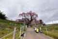2020/04 三春滝桜（その3）
