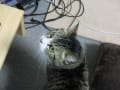 猫にゃんニャン