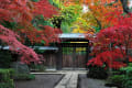 紅葉０９
