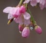 雨の御所桜