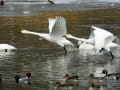 信州安曇野の白鳥