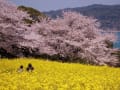 能古島の菜の花と桜のコラボ