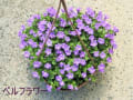 冬超しした宿根草と花壇の花