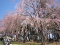 滝のように枝垂れ・・・敷島公園、一重白彼岸枝垂桜