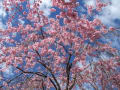 [20]「鶺鴒（せきれい）桜」満開！