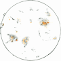 Solar surface with Ha