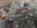 クロヨシノボリ Rhinogobius brunneus