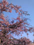 ご近所の桜並木＠お花見