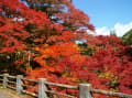 古峯園と大芦渓谷の紅葉