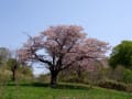 きじひき高原・鉄山の桜２０１５・５・２