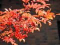 駒ケ根高原の紅葉