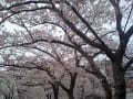 [5]花の木公園の桜