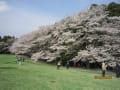 2013千葉・泉公園の桜