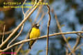 [6]Spot-winged Grosbeak26Feb2014-10a-s.jpg