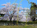 桜満開の姫路城（2）