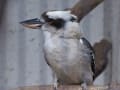 天王寺動物園