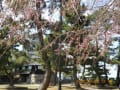 [13]2012-04-07豊橋公園 015.jpg