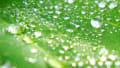 [1]20130608_アジサイの葉と水滴.jpg