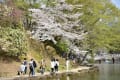 奈良公園の桜（2019年）