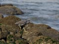 野鳥の世界(クロサギ)スライドショー