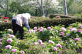 東松山ぼたん園　花だより