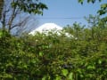 桜と富士山をぐるっと観光