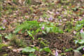 カタクリの植生域調査