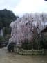 室生「大野寺」枝垂桜！