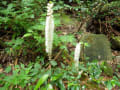 あずま牧場～鉢巻山（トリカブトの花）～吾妻岳～田代原～吾妻牧場