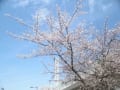 ２０１６年４月２日の桜