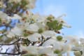 White flowers